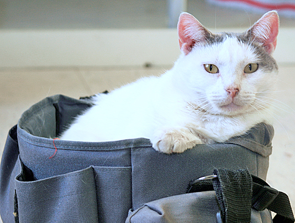 Picture of Carolina the cat