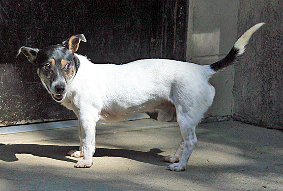 Picture of dog named Flee.