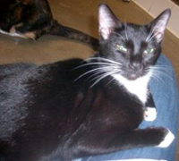 Picture of Dierks the cat.