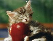 Picture of kitty with ball.