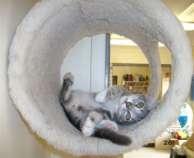 Picture of Mya the cat