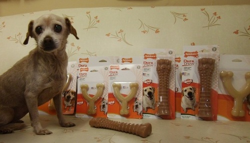 Dog Ginger with Nylabone chew toys.