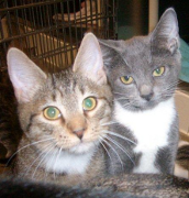 Picture of cats Shania and Dava.