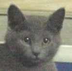 Picture of cat named Smokey