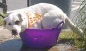 Picture of Spuds the dog.